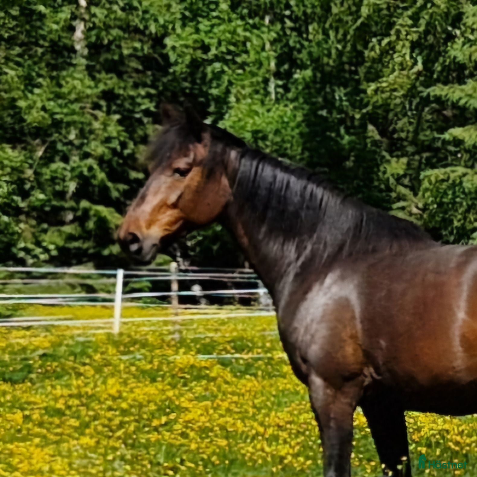  hästar Underbart vackert och snällt sto 9 år - Annons 2