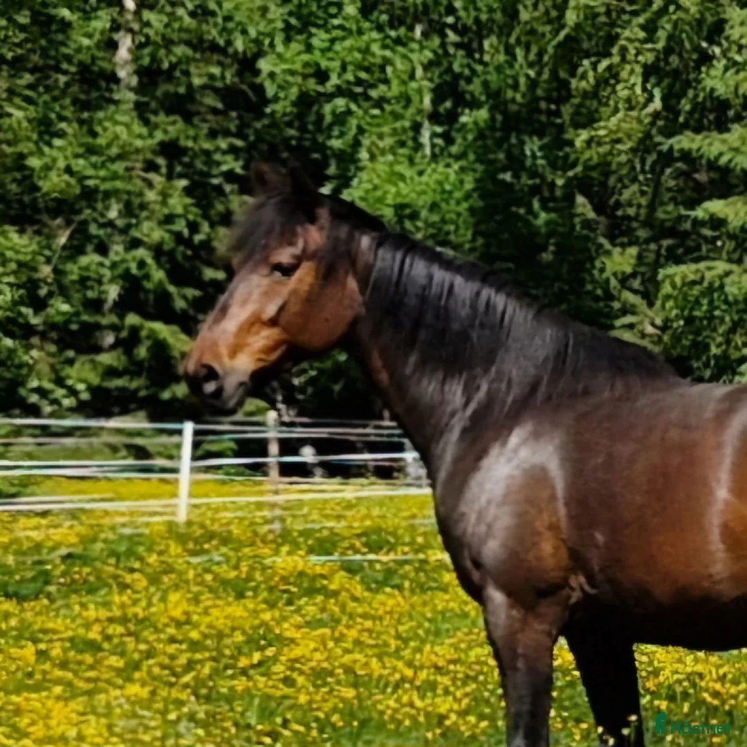 Allround hästar till salu: Underbart vackert och snällt sto 9 år i Boden - Annons 1