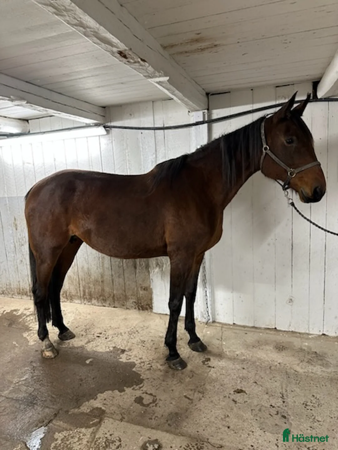 Trav hästar till salu: Fölsto - Annons 1