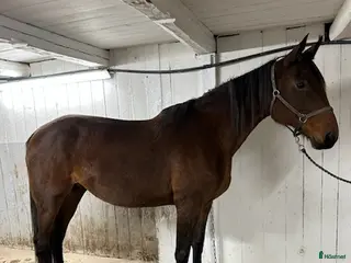 Trav hästar till salu: Fölsto - Annons 2