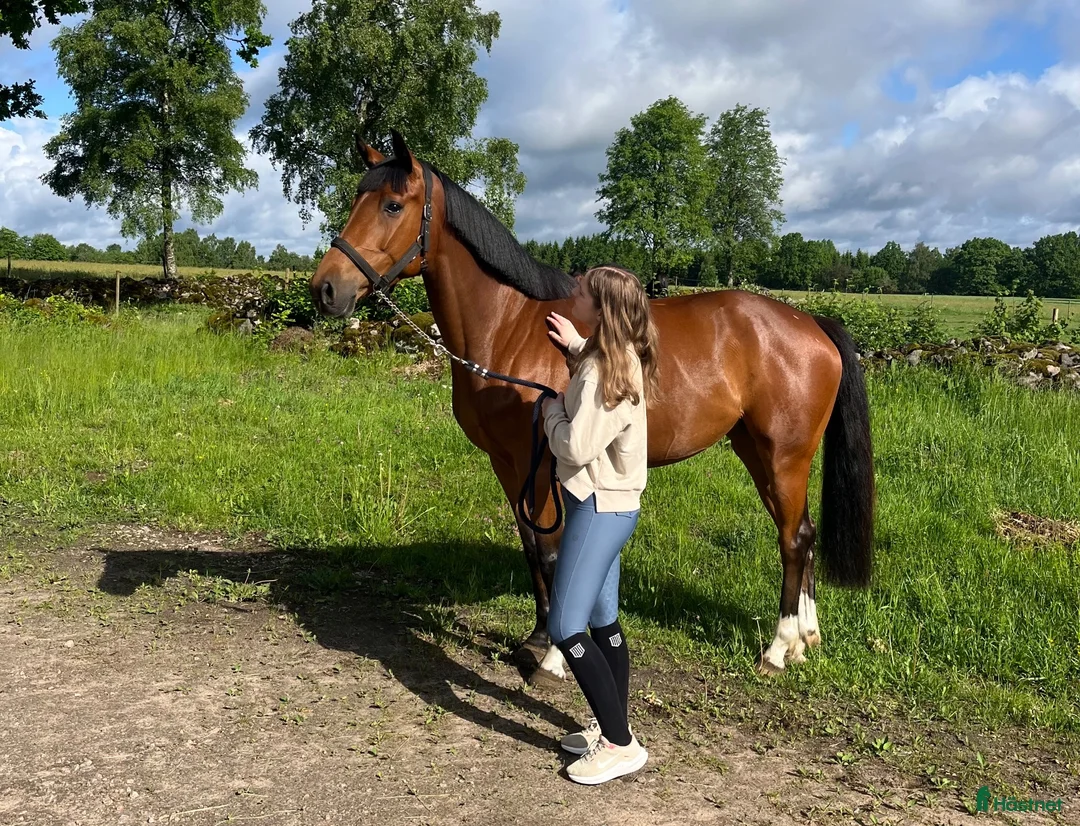 Allround hästar till salu: En bästa vän - Annons 1