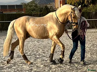 hästar Elit stammad palomino PRE i Halmstad - Annons 1