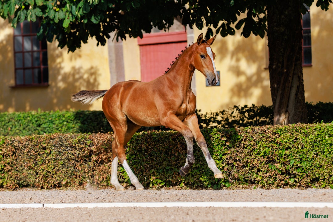 Hoppning hästar till salu: Black week erbjudande! i Mörarp - Annons 3