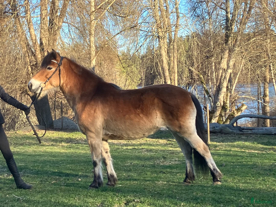 Allround hästar till salu: Gotlandsruss - Annons 2
