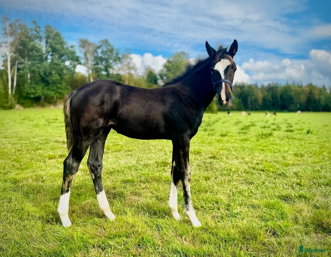 Dressyr hästar till salu: Vackert stoföl - Annons 2