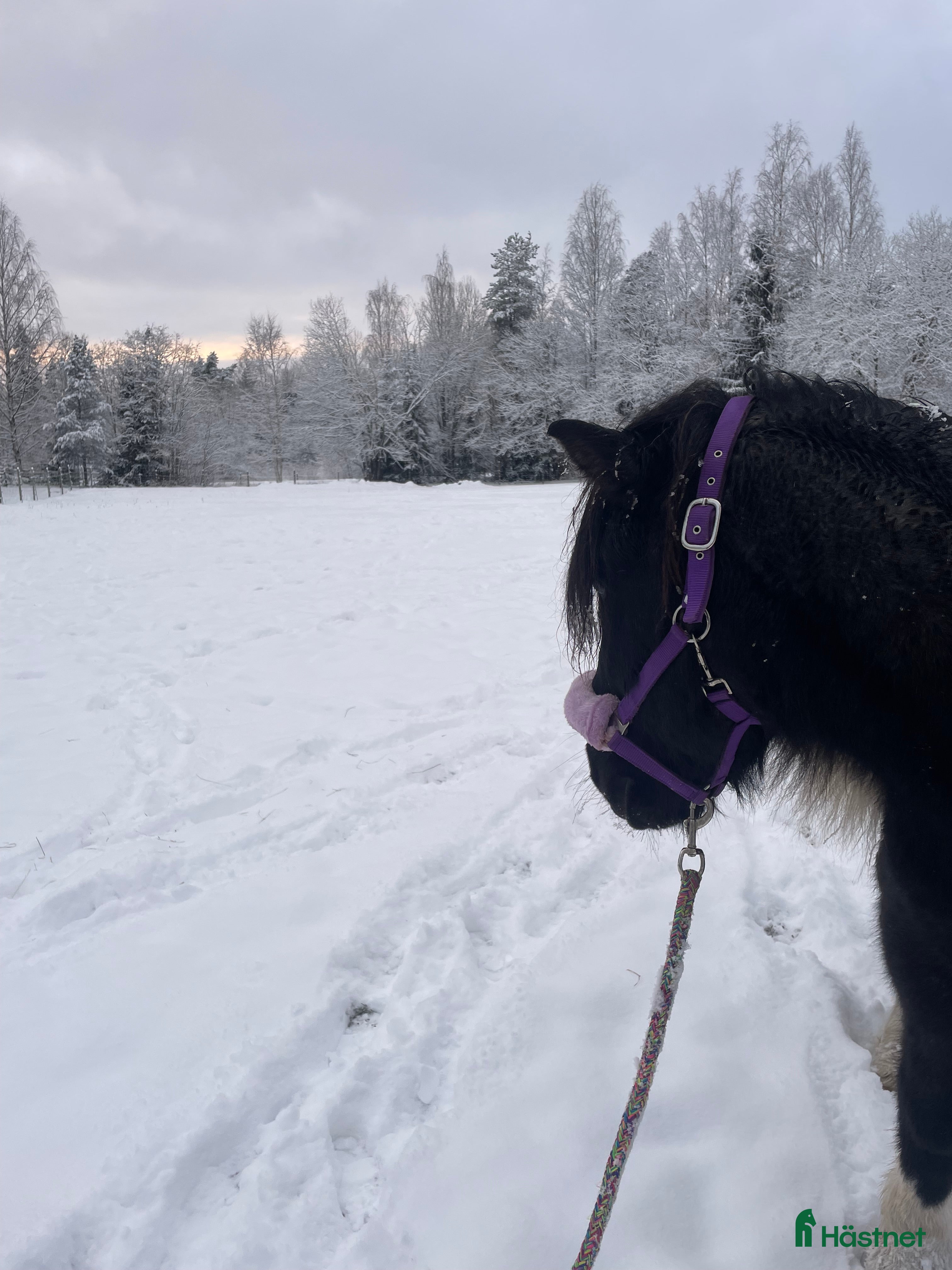  medryttarhäst sökes: Medryttarhäst sökes - Annons 1