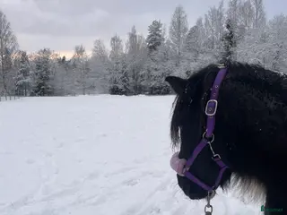 medryttarhäst sökes: Medryttarhäst sökes - Annons 1