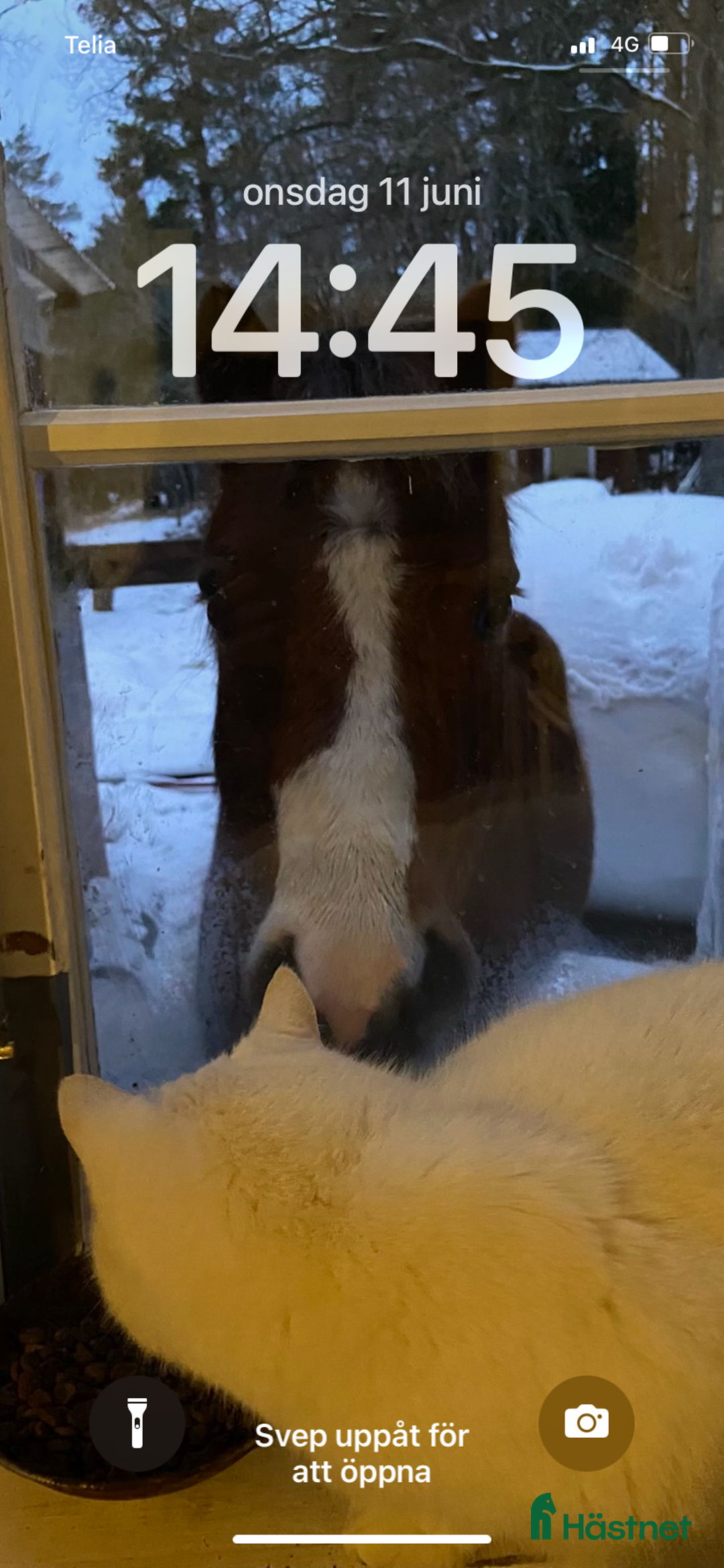 Hoppning hästar till salu: Tävlingsponny i Strängnäs - Annons 5