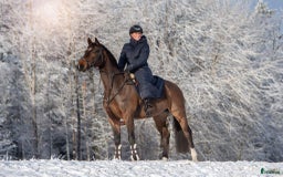 Hoppning hästar till salu: Children/Läromästare i Lammhult - Bild 5