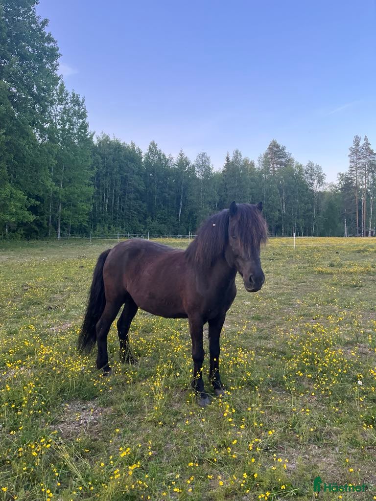  hästar Freydis från Vindagården  - Annons 1