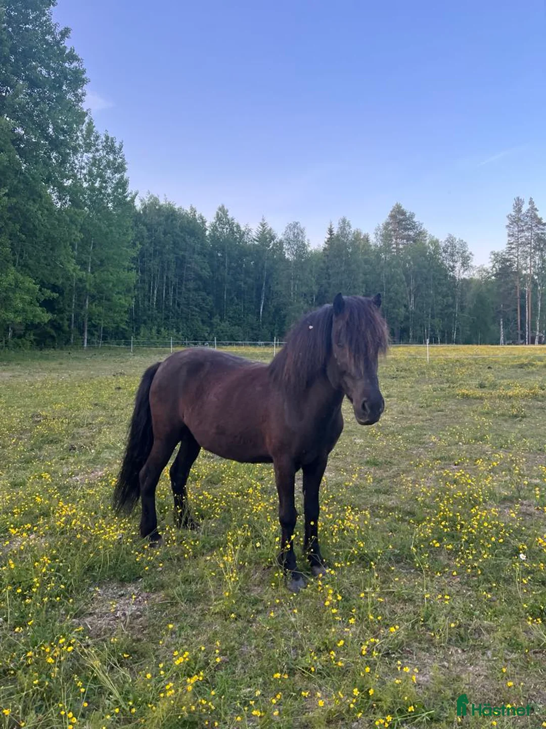 Island hästar till salu: Freydis från Vindagården  - Annons 1