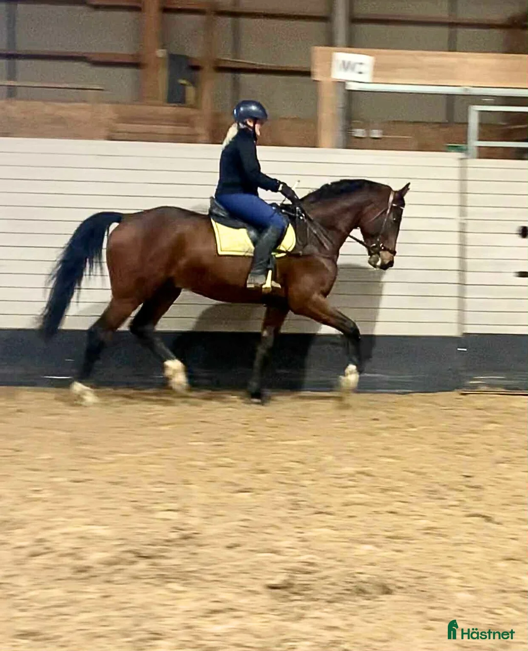Dressyr hästar till salu: Stjärna för framtiden!  - Annons 4