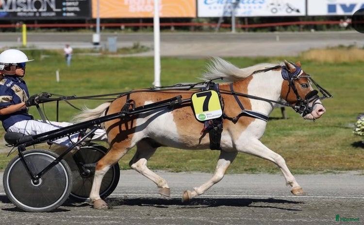  hästar i Skellefteå - Annons 1