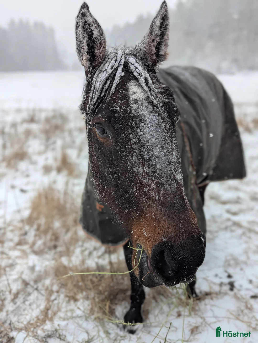 Sällskap hästar till salu: Snällt sto för sällskap eller avel - Annons 3