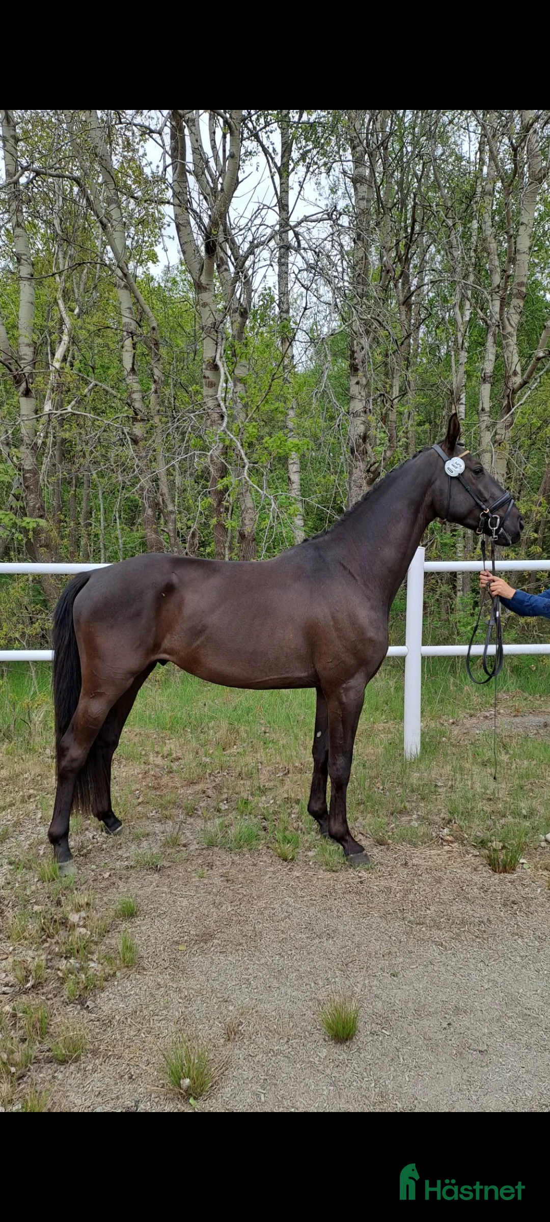 Dressyr hästar till salu: Dressyrtalang 5 årig valack e Americano GJ  i Skärhamn - Annons 2