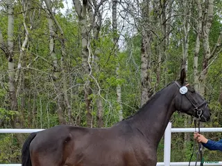 hästar Dressyrtalang 5 årig valack e Americano GJ - Annons 2