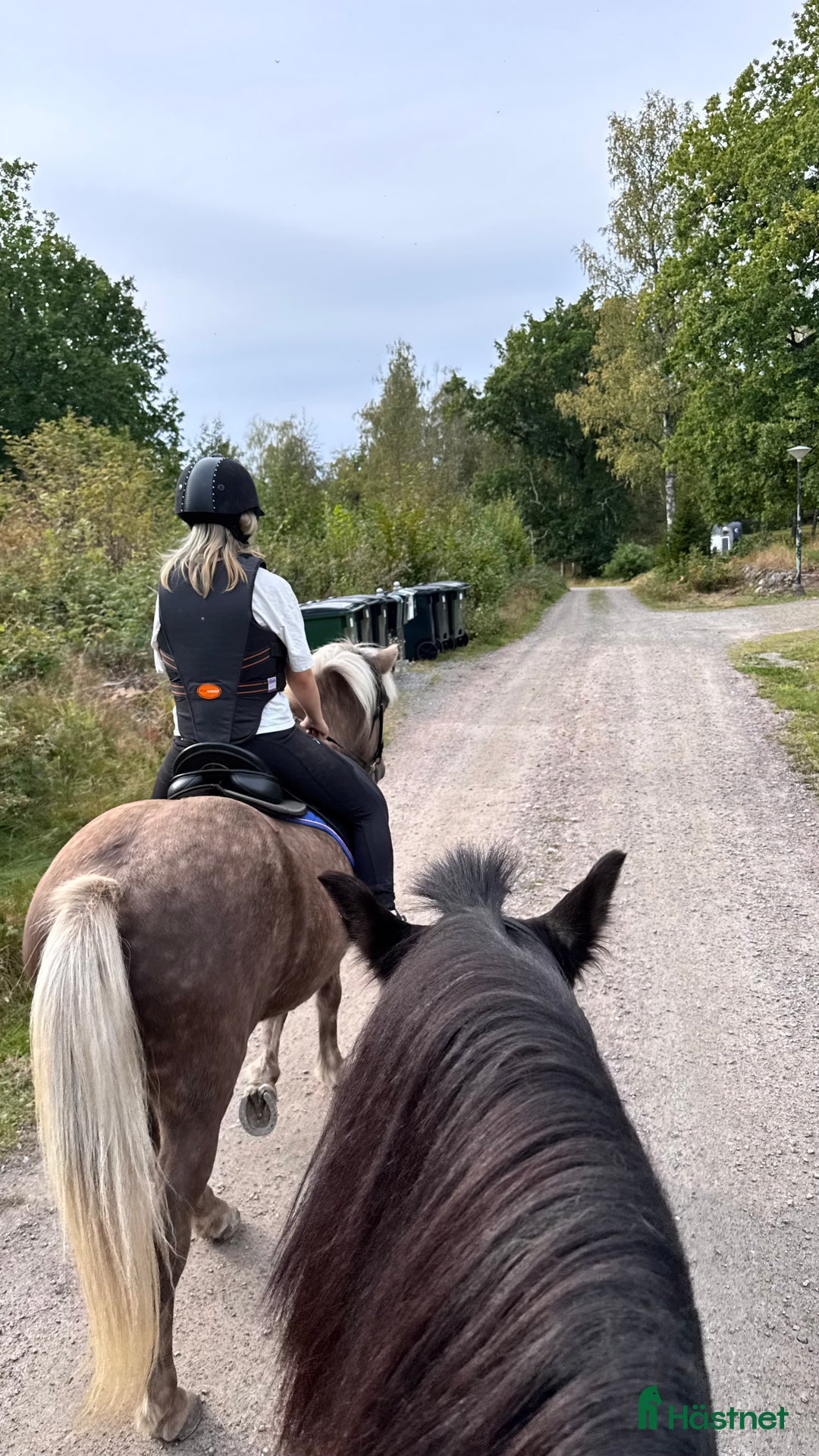 Allround hästar sökes: Häst sökes till livslång fodervärd/senare köp i Norrköping - Annons 5