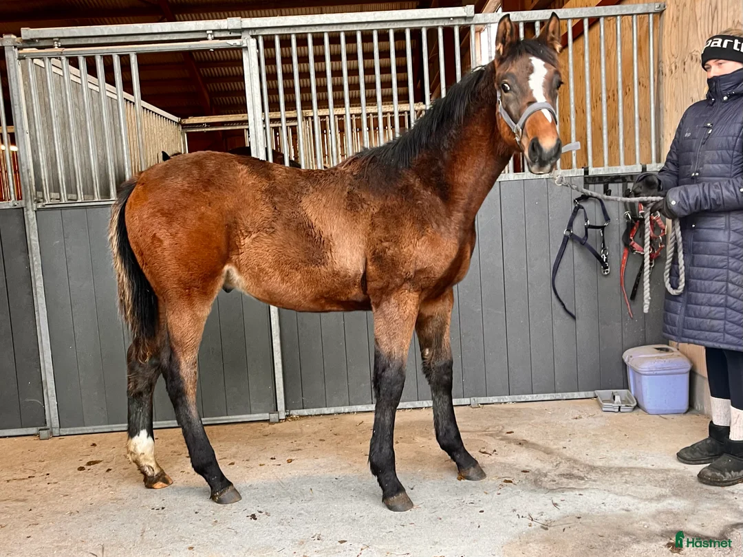 Hoppning hästar till salu: Tobago Z-Verdi-Cortez i Götene - Annons 2