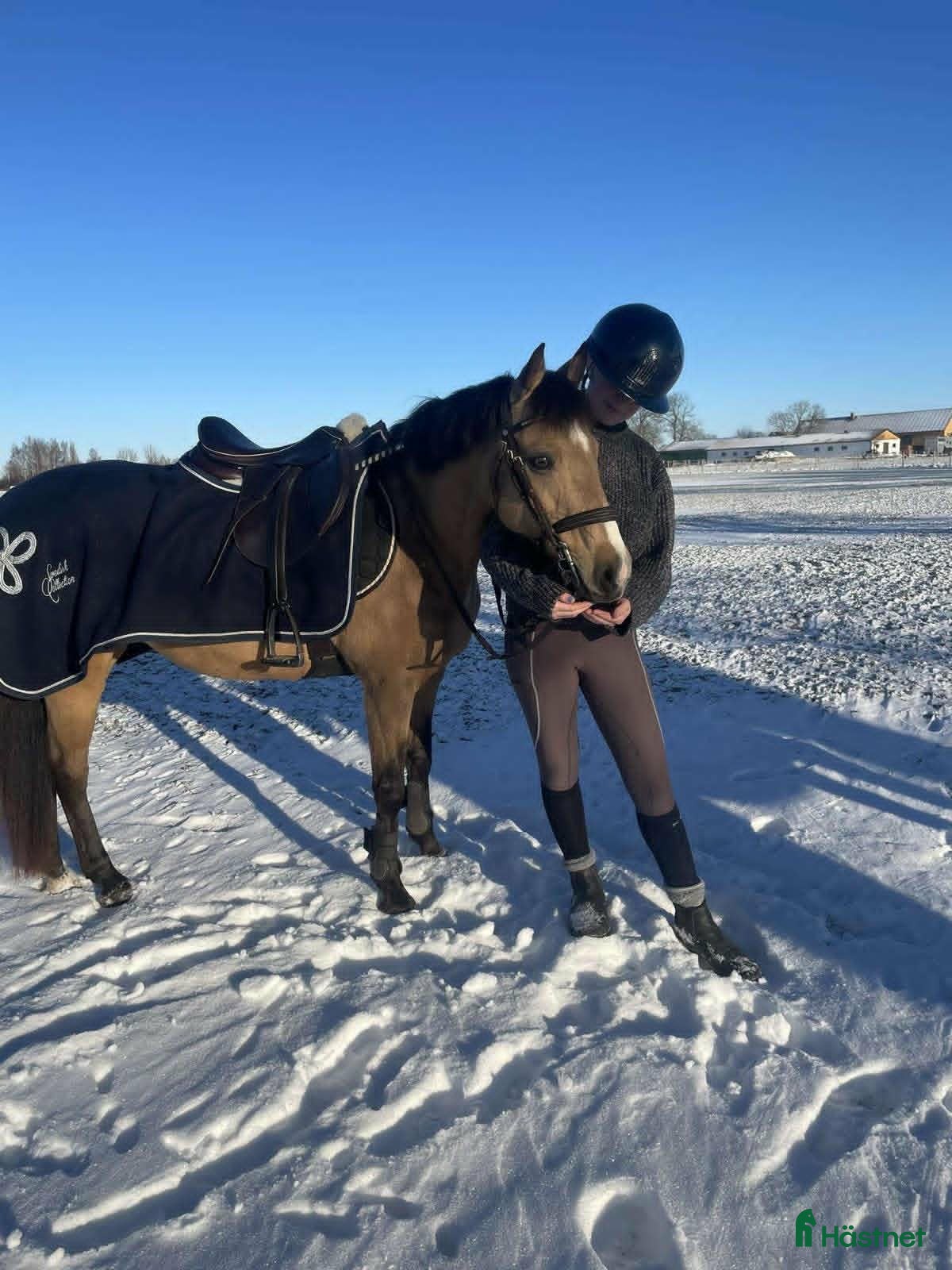 Dressyr hästar till salu: Läromästare och bästa vän C ponny säljes - Annons 12