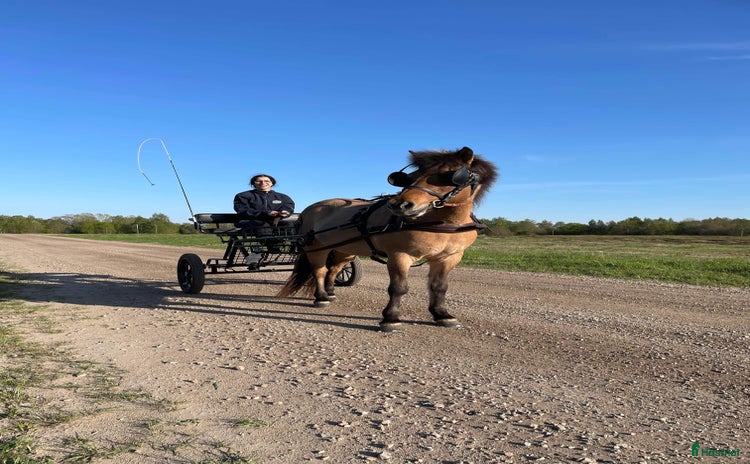 Körvagnar körning till salu i Södra Sandby - Annons 4