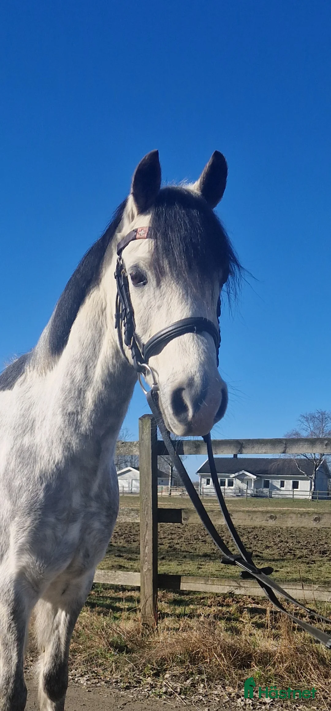 Allround hästar till salu: Supersnäll c-ponny ✨️ - Annons 1