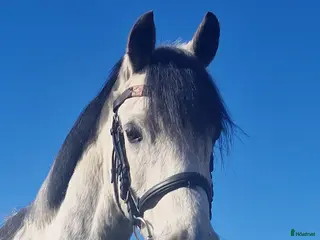 hästar Supersnäll c-ponny ✨️ - Annons 11