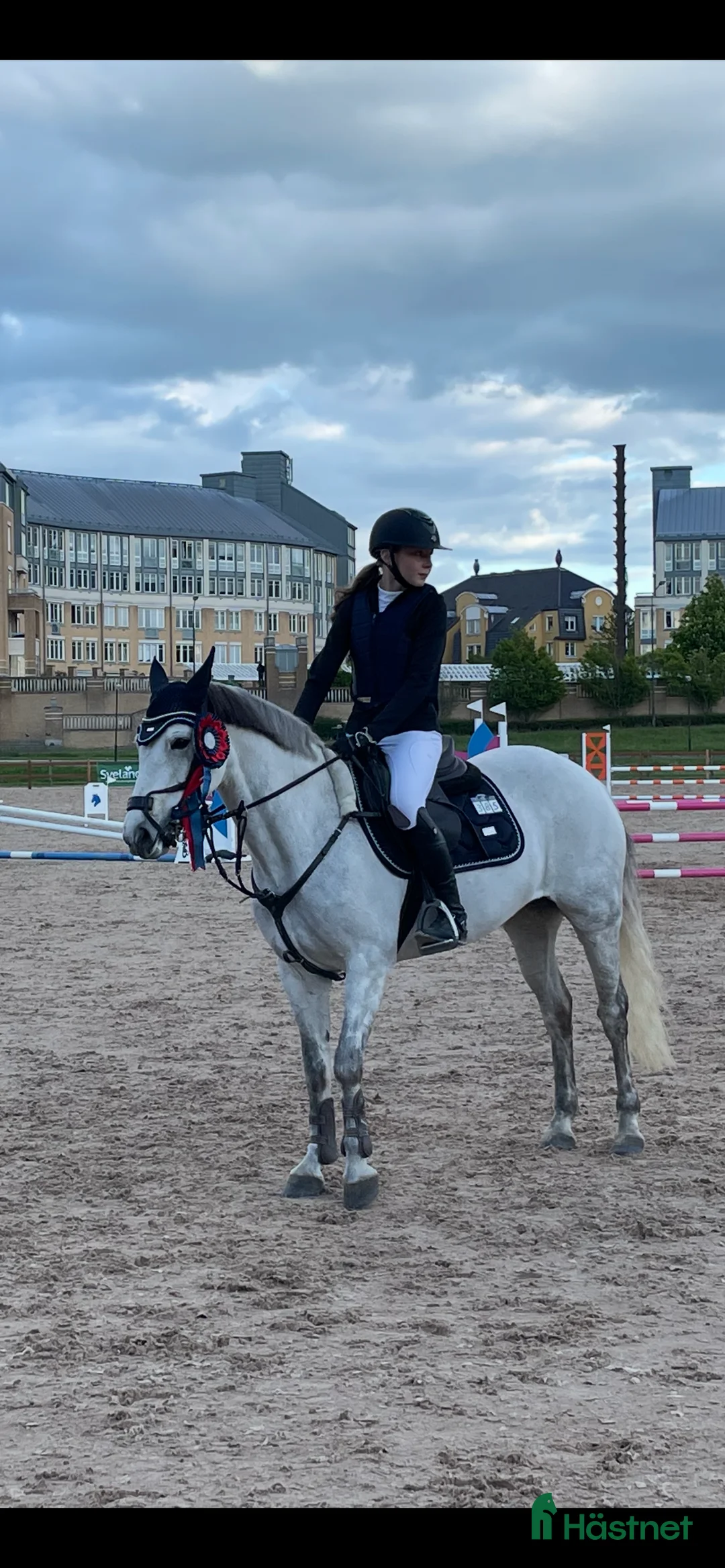 Allround hästar till salu: Cool Connemara för hopp, dressyr och terräng! - Annons 1