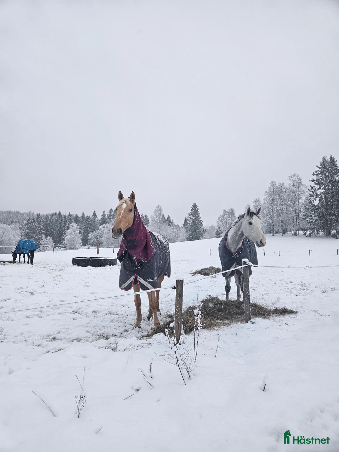  medryttarhäst finnes: Medryttare sökes! - Annons 2