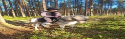Övrigt hästar till salu: Intressekoll - shettiskorsning  - Annons 3
