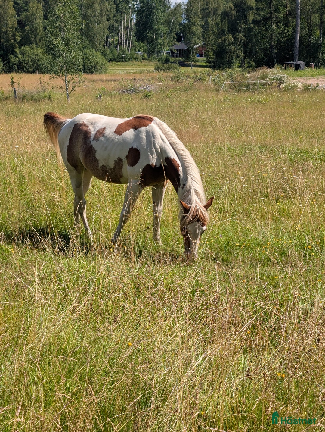 Western hästar till salu: Vackert paintsto i Kvicksund - Annons 4