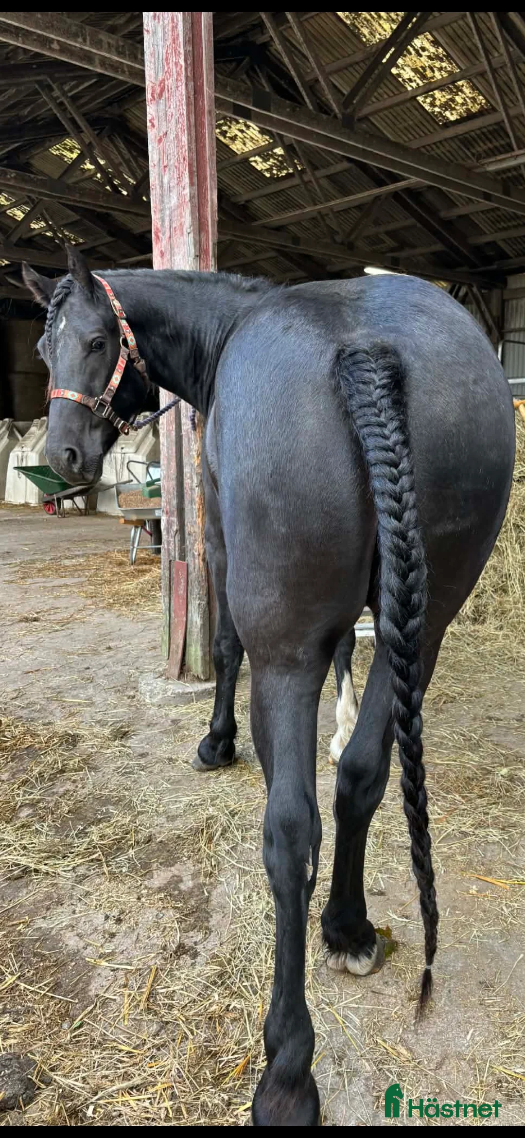 Allround hästar till salu: Bästa kompis!  i Vingåker - Annons 1