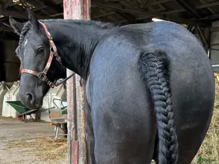 hästar Bästa kompis! i Vingåker - Annons 16