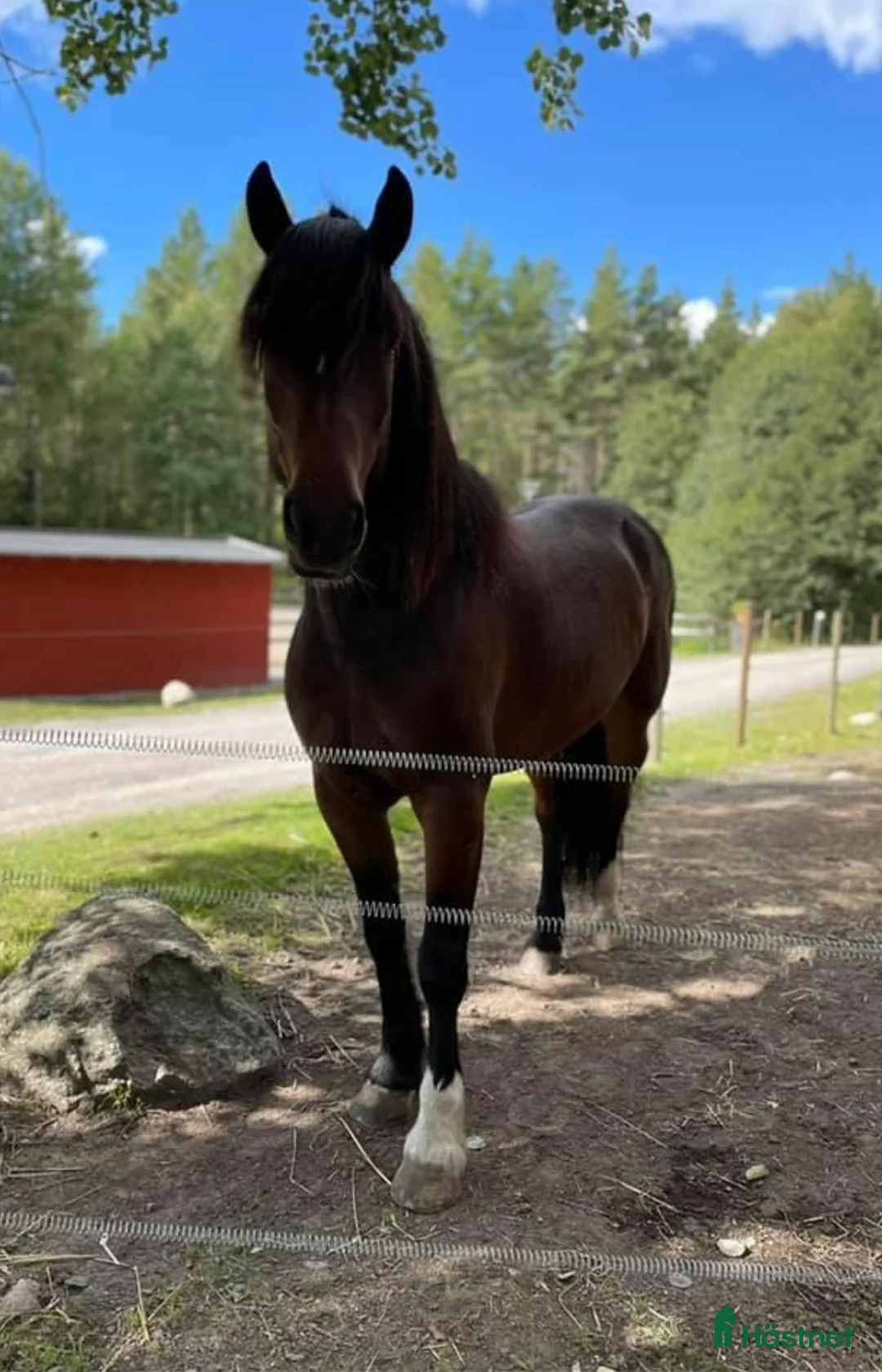 Allround hästar till salu: Börje  - Annons 1