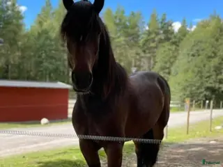 hästar Börje - Annons 17