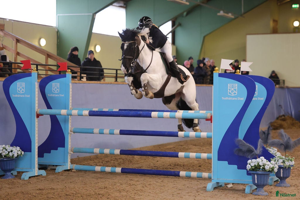  hästar Utlåning sällskap, avel, skogsmulle  i Finspång - Annons 1