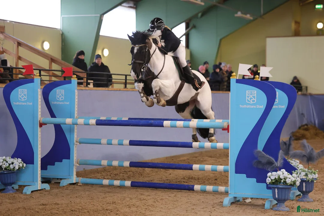 Sällskap hästar till salu: Utlåning sällskap, avel, skogsmulle  i Finspång - Annons 1