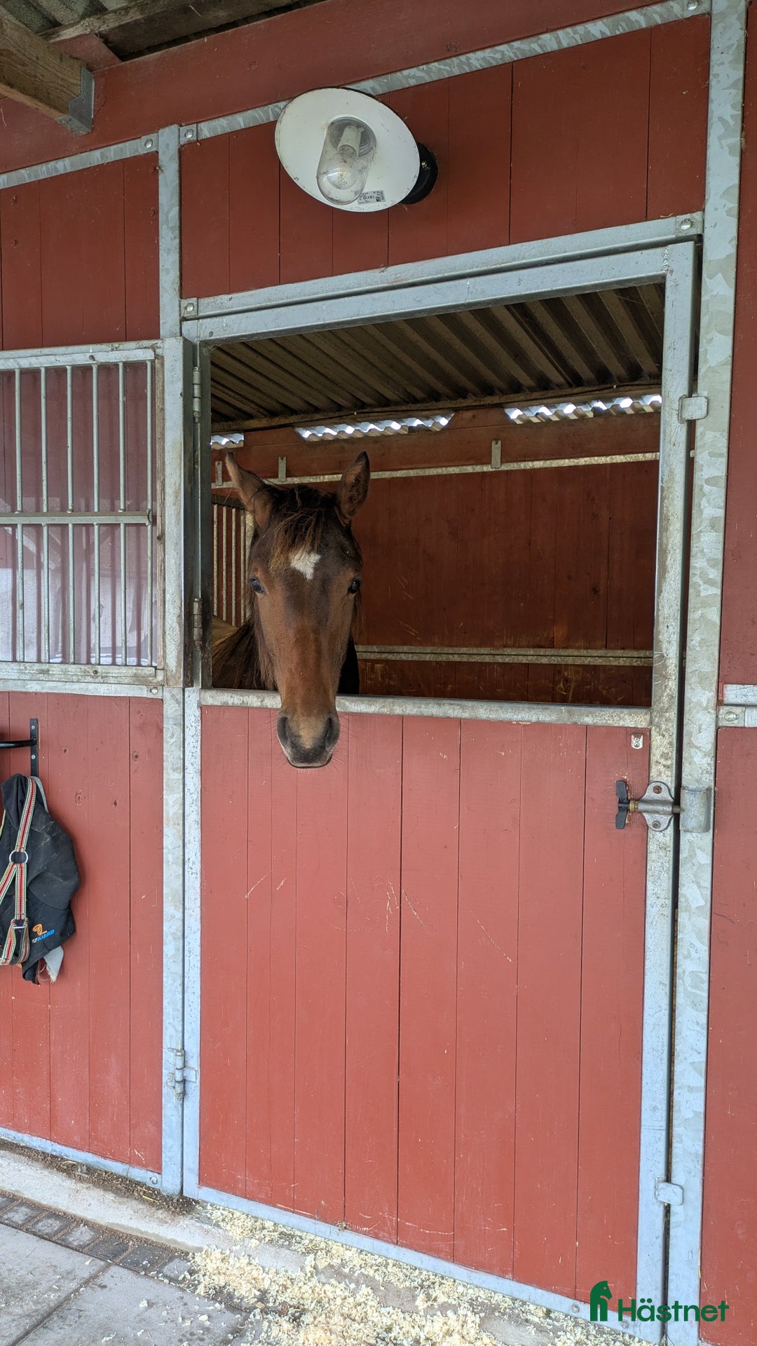 Dressyr hästar till salu: Mycket fin åring med topp dressyrstam!  i Hörby - Annons 15
