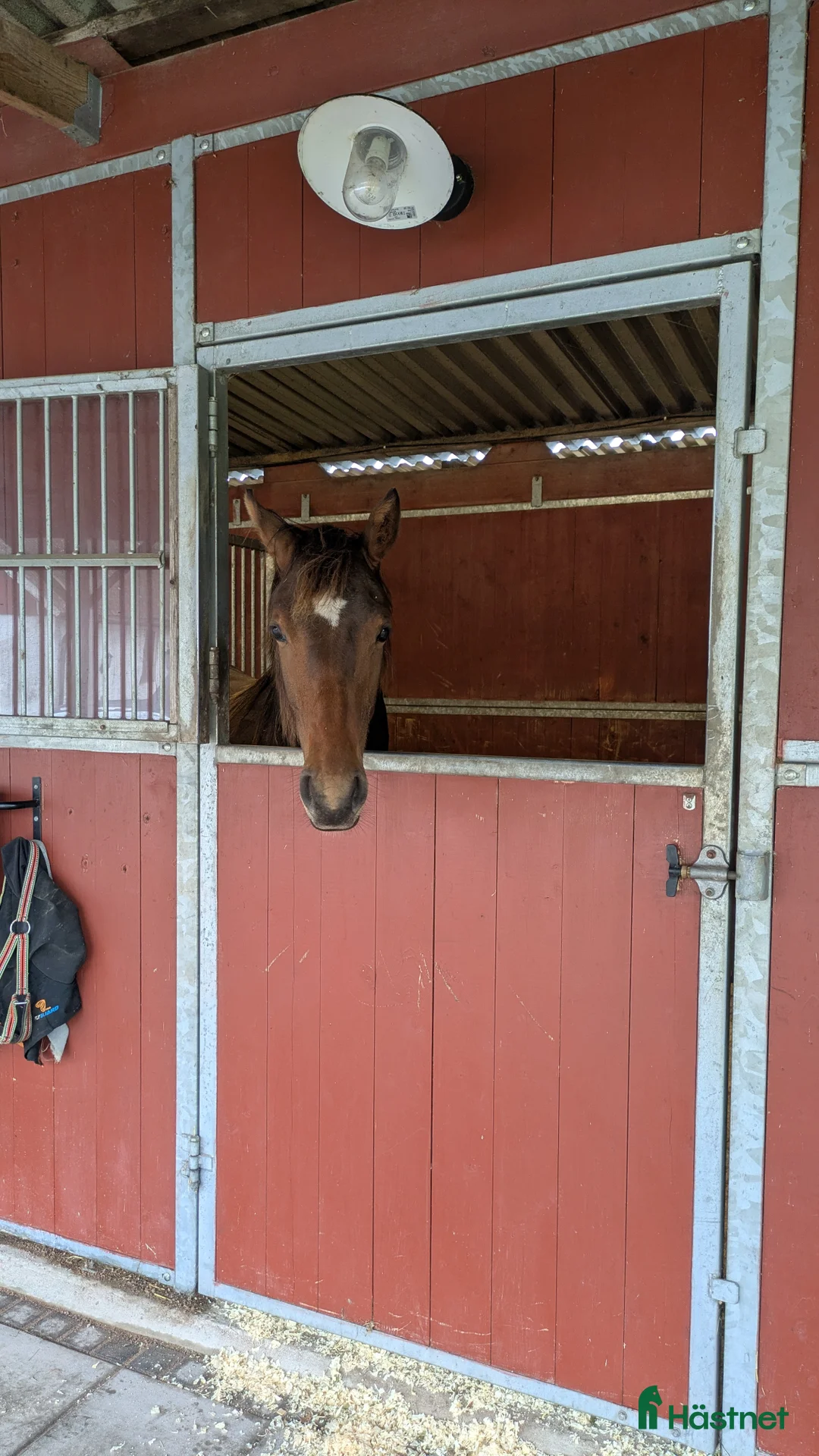 Dressyr hästar till salu: Mycket fin åring med topp dressyrstam!  i Hörby - Annons 15