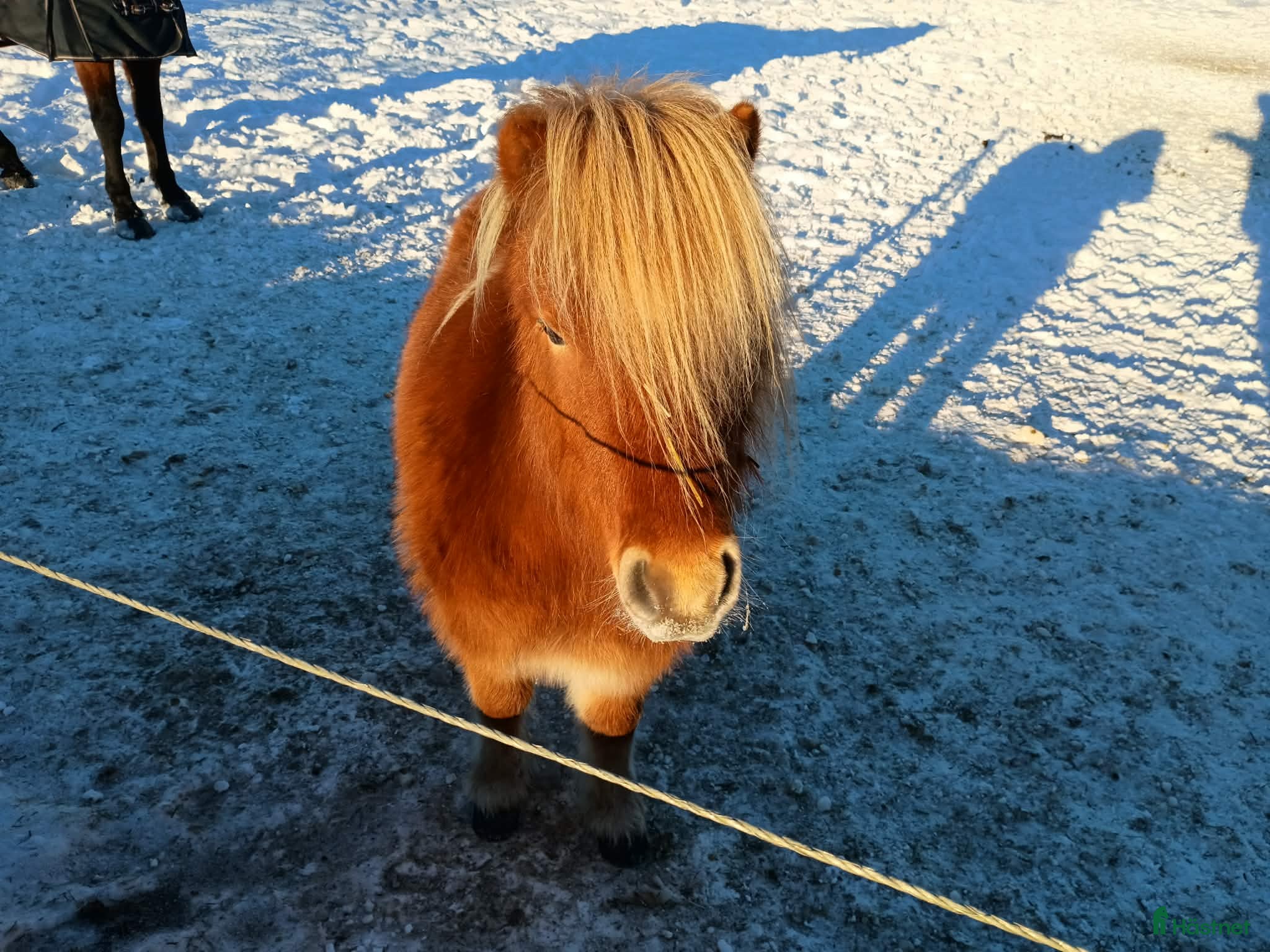  hästar Mysig shettiskille i Falköping - Annons 14