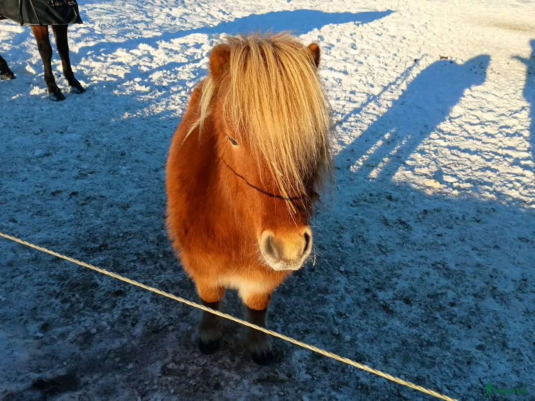 Allround hästar till salu: Mysig shettiskille i Falköping - Annons 1