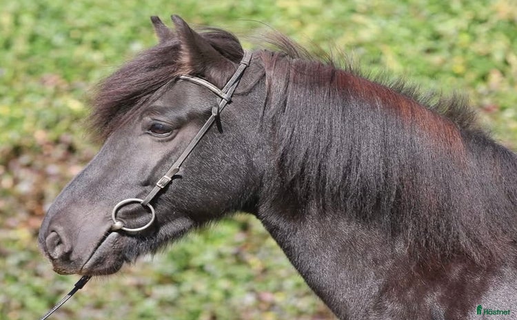  foderhäst i Fagerhult - Annons 13