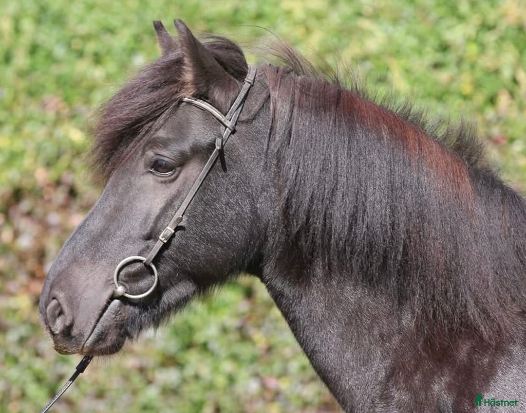  foderhäst finnes: FODER - AVEL i Fagerhult - Annons 1
