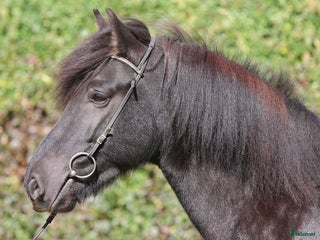 foderhäst FODER - AVEL i Fagerhult - Annons 24