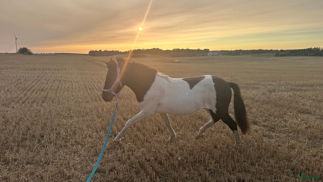 Allround hästar till salu: Framtida bästa vän i Ystad - Annons 2