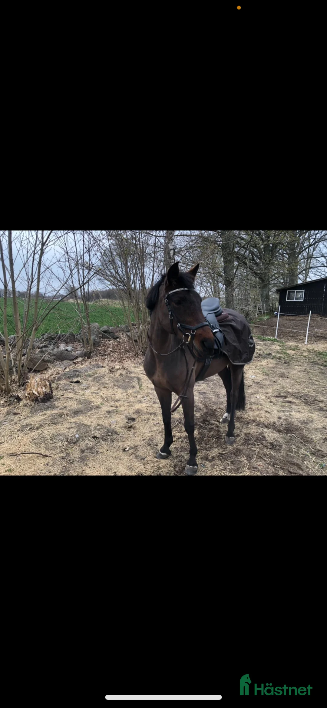Allround hästar till salu: New forest sto söker bästa vän - Annons 2