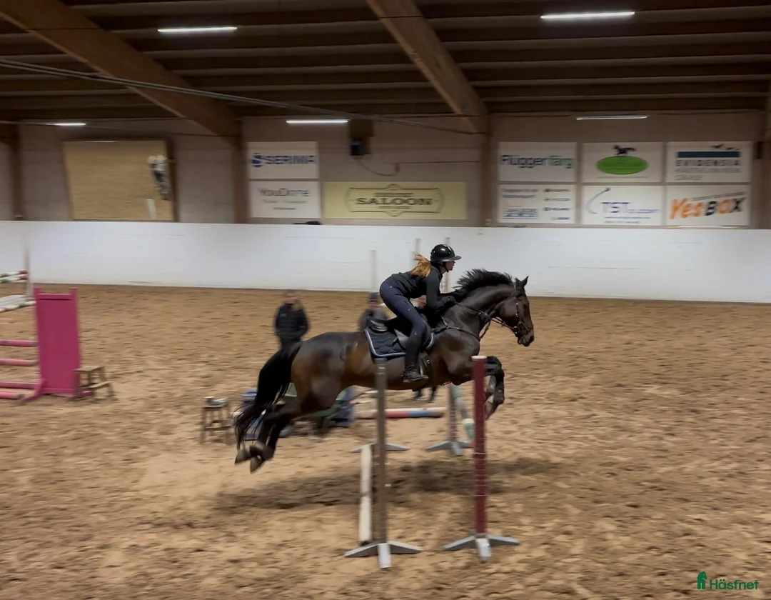 Allround hästar till salu: Trevligt SWB sto - Annons 1