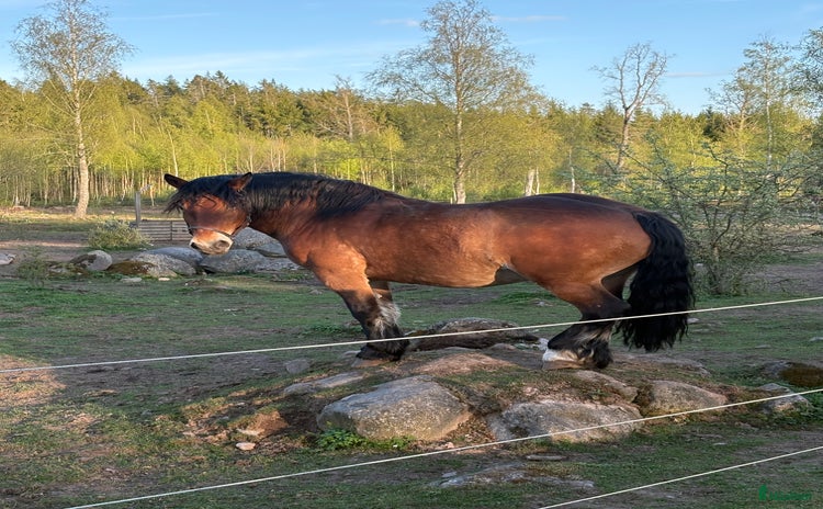  hästar i Lönneberga - Annons 1