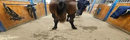 Trav hästar till salu: Sto 1 år - Annons 3