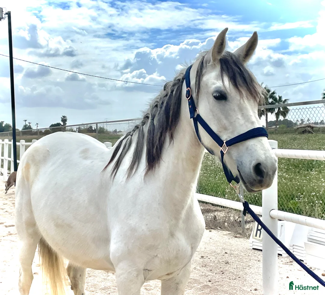 Allround hästar till salu: Fin tjej letar bästa hemmet🦄 - Annons 1