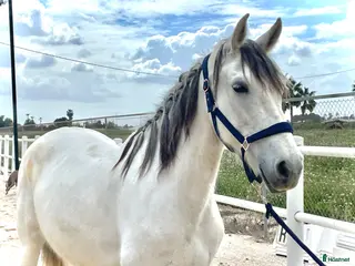 hästar Fin tjej letar bästa hemmet🦄 - Annons 3